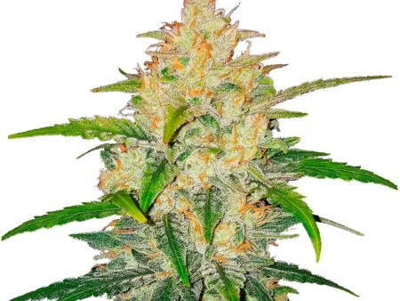 Zkittlez Autoflower Seeds Hot on Sale