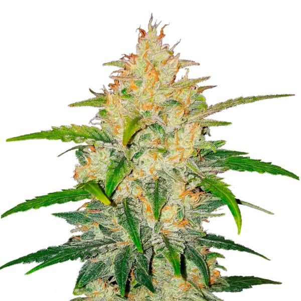 Zkittlez Autoflower Seeds Hot on Sale