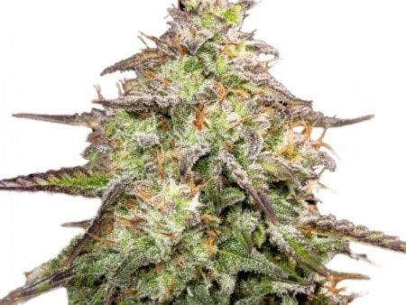 Yumbolt Banana Feminized Seeds Cheap