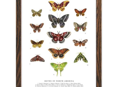 Moths of North America Art Print Discount